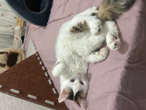 4 aylik yavru acilll yuva fotoğraf