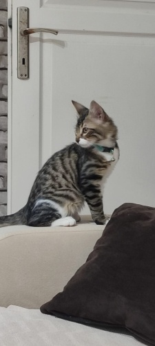 Kalıcı Yuvam Olurmusun 🐾 fotoğraf