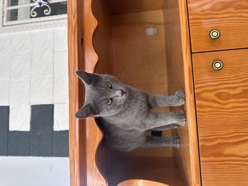 Boris ve Viktor yuva arıyor fotoğraf