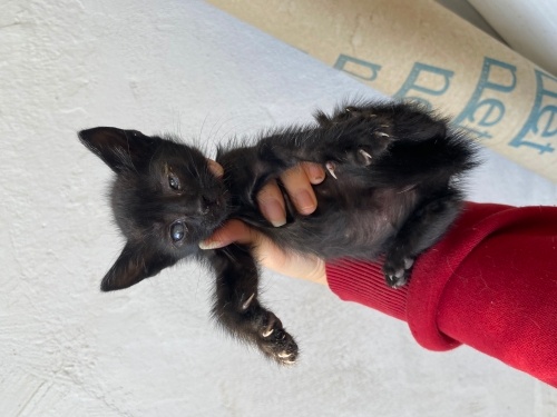 1.5 aylık yavru kedi fotoğraf