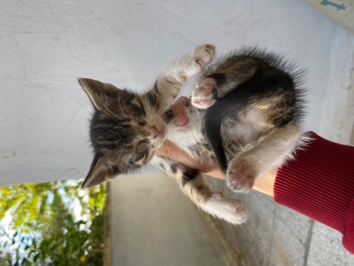 1 aylık yavrular fotoğraf