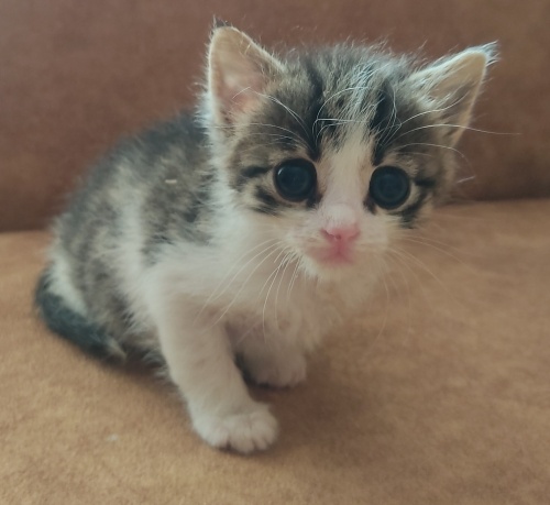 Yavrular yuvalarını arıyor fotoğraf