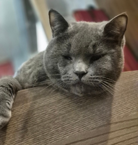 Japon boboya yuva fotoğraf