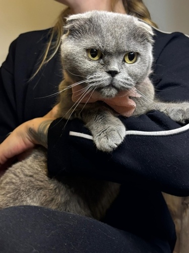 Güzel kıza yuva. Lütfen fotoğraf