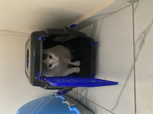 Sevimli, güzel gözlü fotoğraf