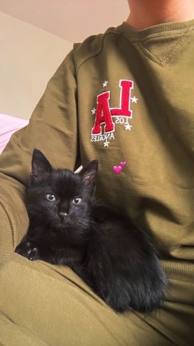 Minik bebek yuva arıyor fotoğraf