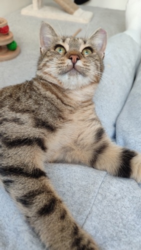 Sevilince mest olur, kucağınızdan inmezler💜 fotoğraf