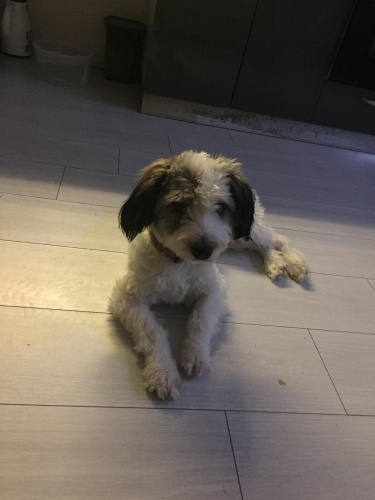 İZMİR TERRİER CİNSİ YAVRUMUZA ÖMÜRLÜK YUVASINI ARIYORUZ fotoğraf