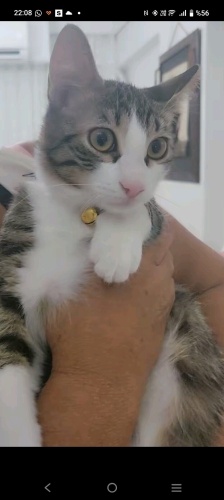 İZMİR SAHİBİ YURTDIŞINA GİDECEK ACİL ÖMÜRLÜK YUVASINI ARIYORUZ fotoğraf