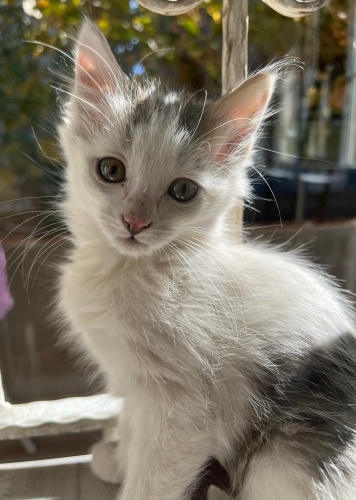 2 KASIM PAZAR SON GÜNLERİ fotoğraf