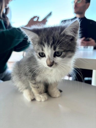 Dünyanın en saf ve uysal kedisi fotoğraf