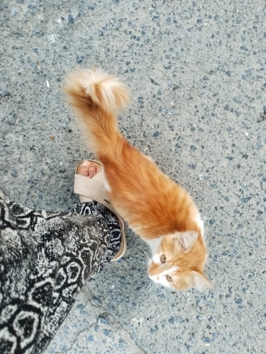 PONÇİK YUVASINI OLAN AİLE BIRAKIP GİTMİŞ fotoğraf