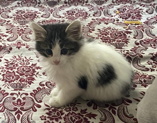 Evcil yavru kedi fotoğraf