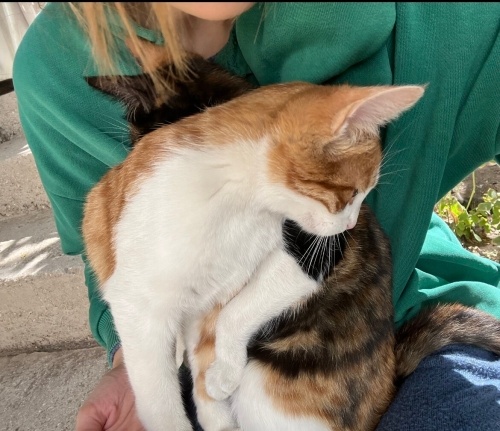 ÜŞÜYEN 3 KISIR YAVRUYA ACİL YUVA fotoğraf