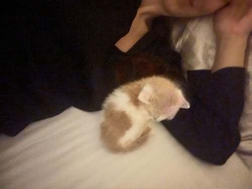 Sokulgan gözleri görmeyen kedimiz fotoğraf