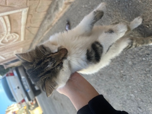 ENGELLİ iki gözü kör yavruya yuva fotoğraf