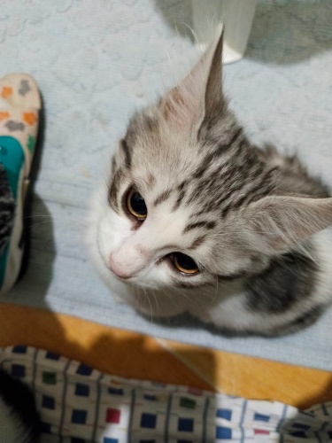 BU GÜZELLİGE ÖMÜRLÜK YUVASINI ARIYORUM fotoğraf