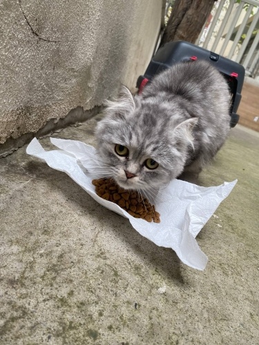 SOKAĞA ATILDI YUVA ARIYOR fotoğraf