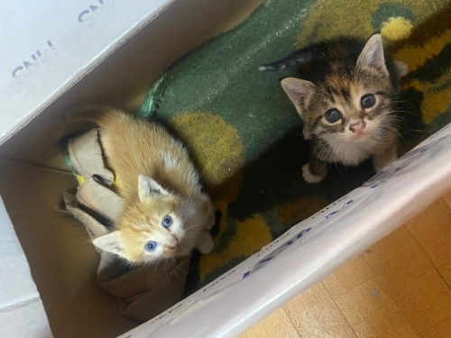 Acil yuva arıyorum fotoğraf