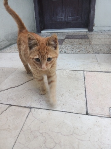 Hemen Sahiplendirme Ücretsiz fotoğraf