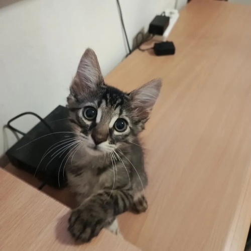 Norveç orman kedisi kırması çok güzel bir yavru fotoğraf