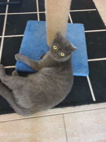 Kısır ömürlük yuvasını arıyor fotoğraf