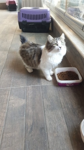 Türlü bahanelerle terk etmeyecek aile aranıyor fotoğraf