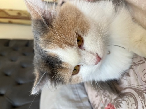 Kuzum Mira 1 yaşında fotoğraf