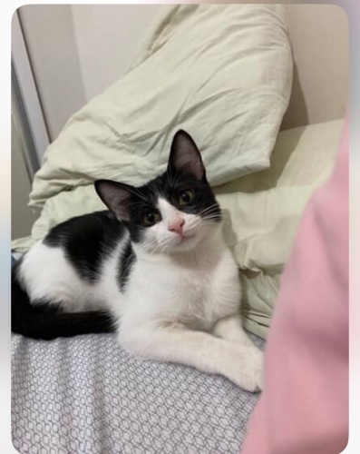 Tatlı safiş için yuva fotoğraf