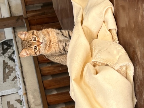 4 TOMBALAK YAVRU SICAK YUVA ARIYORUZ fotoğraf