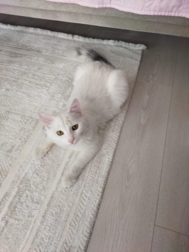 Sokakta sahipsiz bulunan bu yavrucak icin yuva ariyoruz fotoğraf