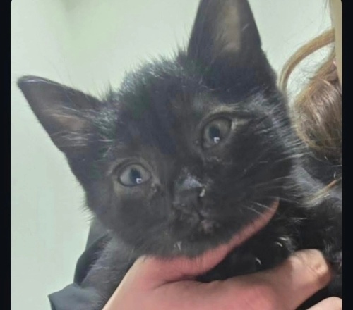 Boncuk yuva arıyor fotoğraf