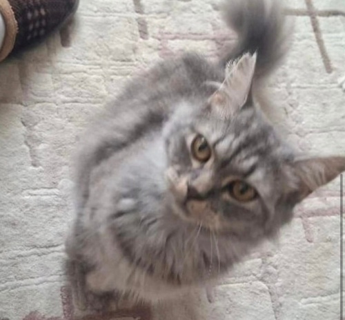 Mia yuva arıyor fotoğraf