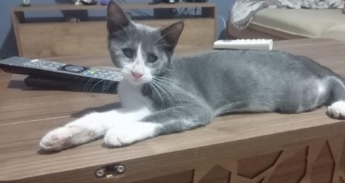 3 aylık görme engelli tatlış yavru kedi fotoğraf