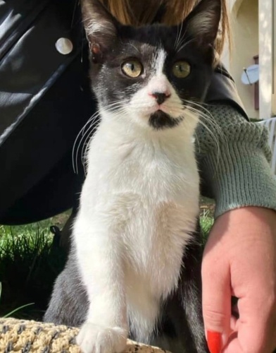 Oreo yuva arıyor fotoğraf