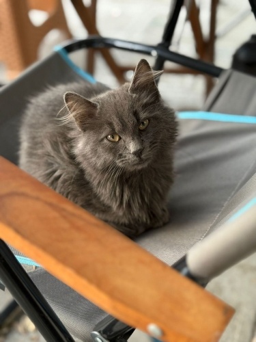 Bu gri güzellik sokakta kalmış çok az zamanı var ona yardım edin fotoğraf