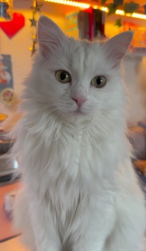 İlan açıklamasini okumadan aramayin fotoğraf