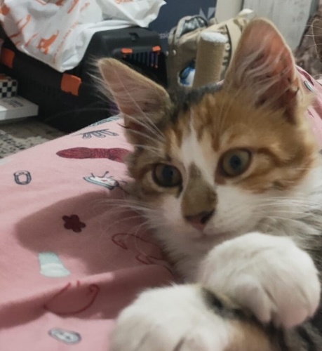 🩷 3 Aylık Dişi Yavru Kedi Yuva Arıyor 🩷 fotoğraf