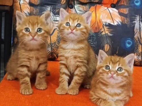 Sarmantoşlar yuva arıyor fotoğraf