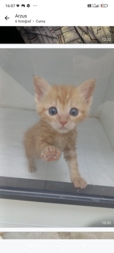 Akıllı oyuncu hemen ogrenen fotoğraf