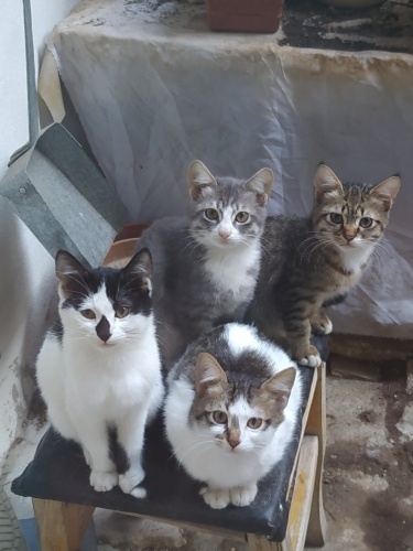 3.5 aylık kediler fotoğraf