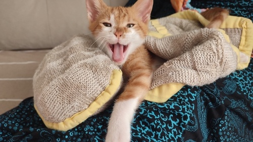 Sokaktan kurtarılan minik fotoğraf