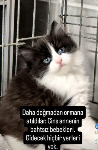 1.5 AYLIK DİŞİ VE ERKEK NORVEÇ ORMAN YAVRULARI fotoğraf