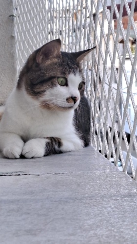 KULAKLARI DUYMASA DA SEVGİSİ BAŞKA fotoğraf