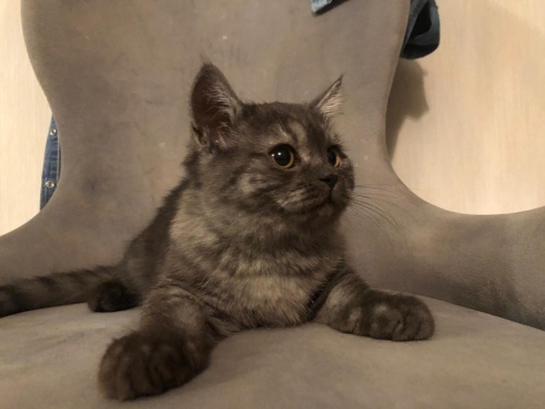 Anne ve erkek yavrusu ücretsiz sahiplendirme fotoğraf