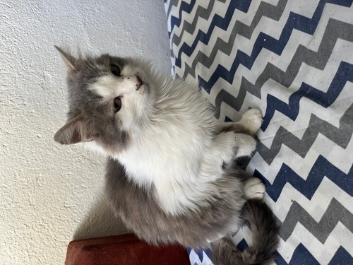 Çok narin çok uysal fotoğraf