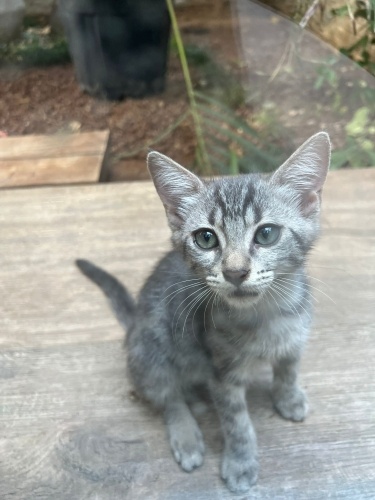 İKİ KARDEŞ YUVA ARIYOR ❗️ fotoğraf