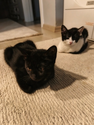 Oyuncu kardeşler fotoğraf