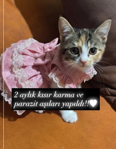 KARMA AŞILARI TAM YAKLAŞIK 2.5 AYLIK CALİCO‼️ fotoğraf