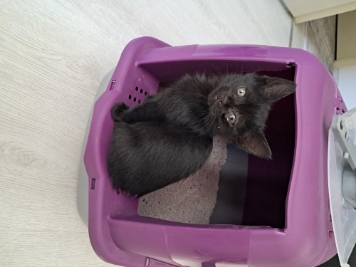 Kedi sahiplendirme ilanı fotoğraf